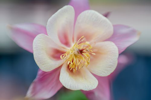 Blooming Aquilegia with gentle petals and pistils