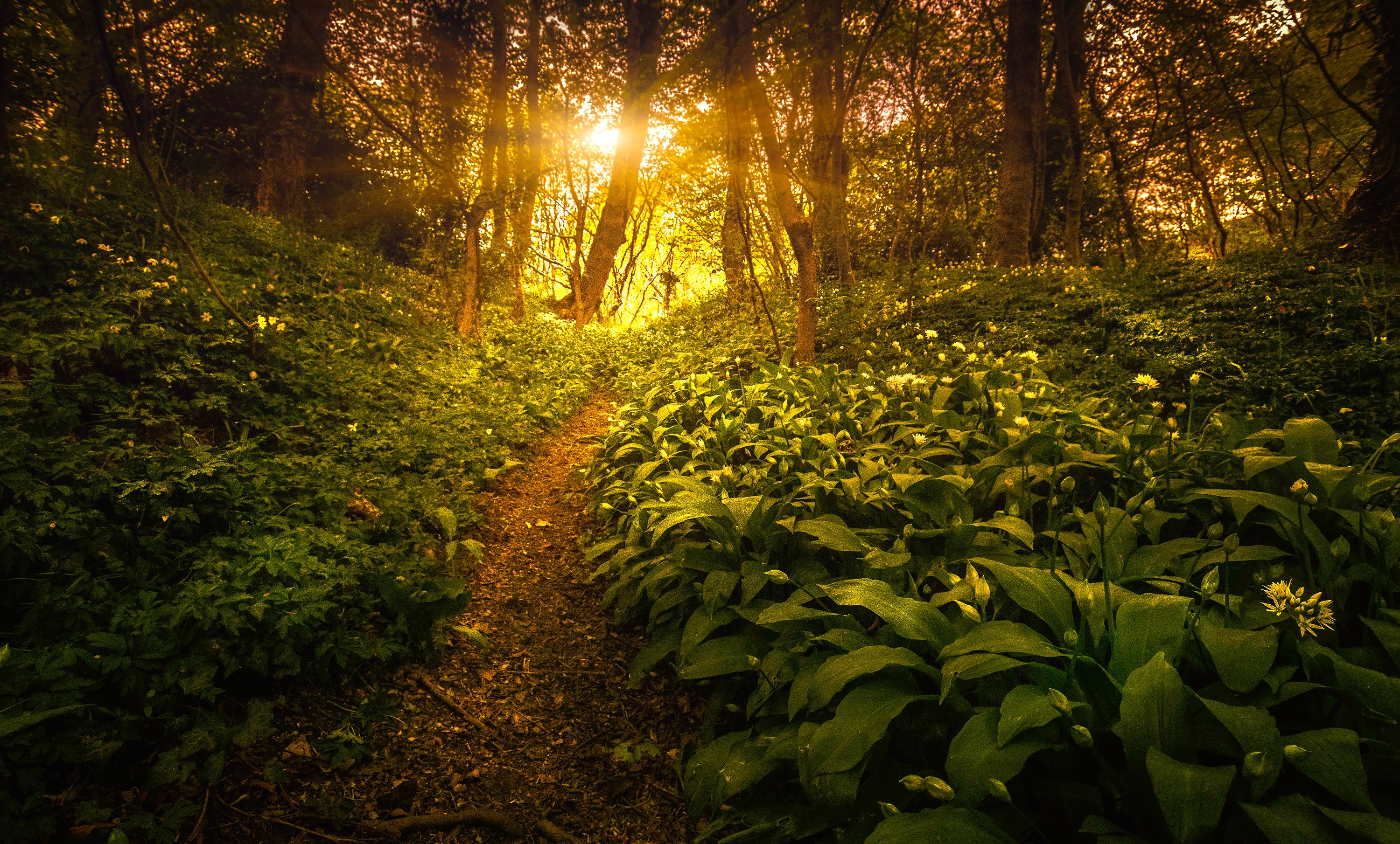 Healthspan White Paper: The Data-Driven Path to Longevity — Photo by Ray Bilcliff on Pexels