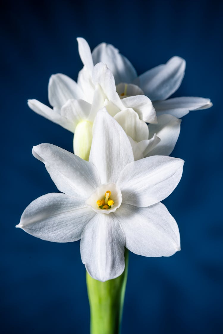 White Narcissus With Green Stem