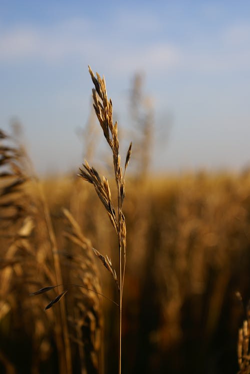 Foto d'estoc gratuïta de germinat de blat, herba