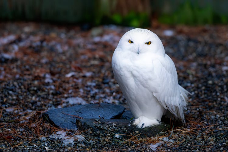 White Owl On Stony Ground