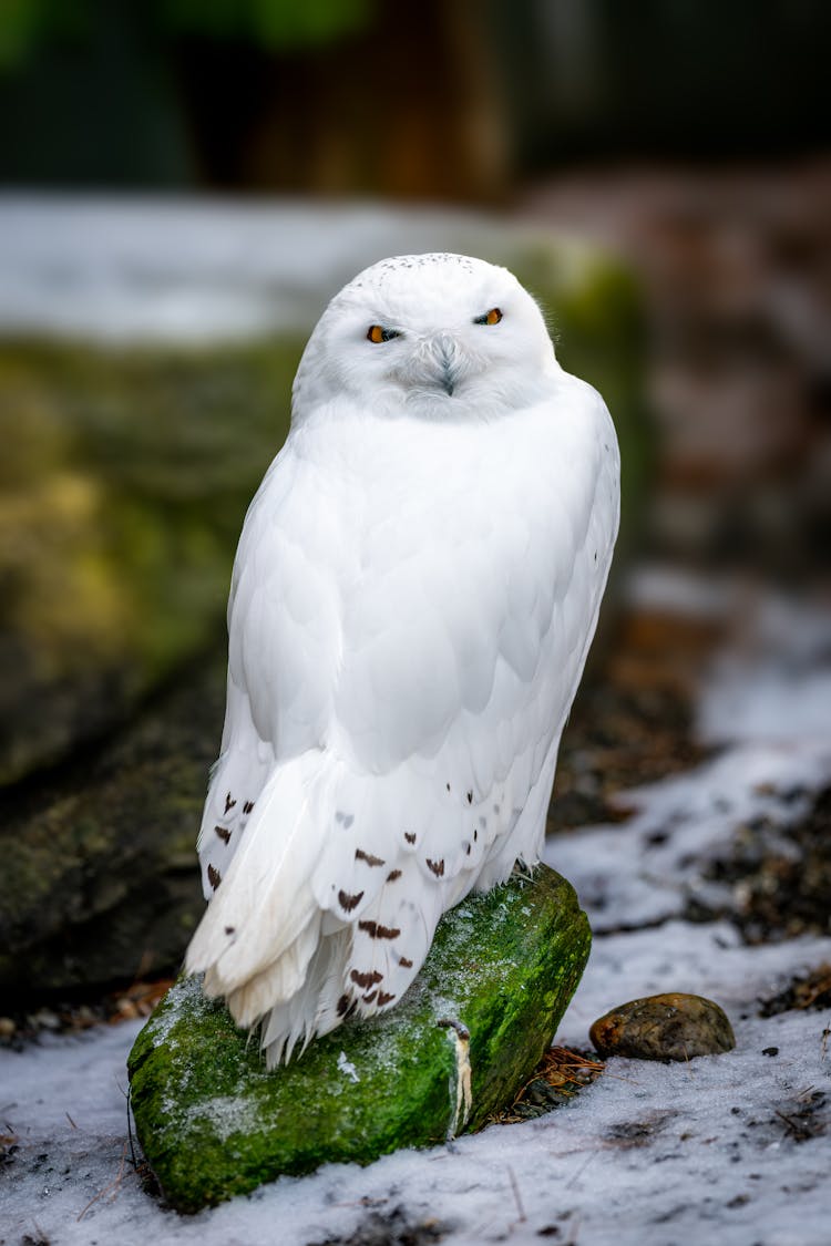 Snowy Owl In Winter Forest