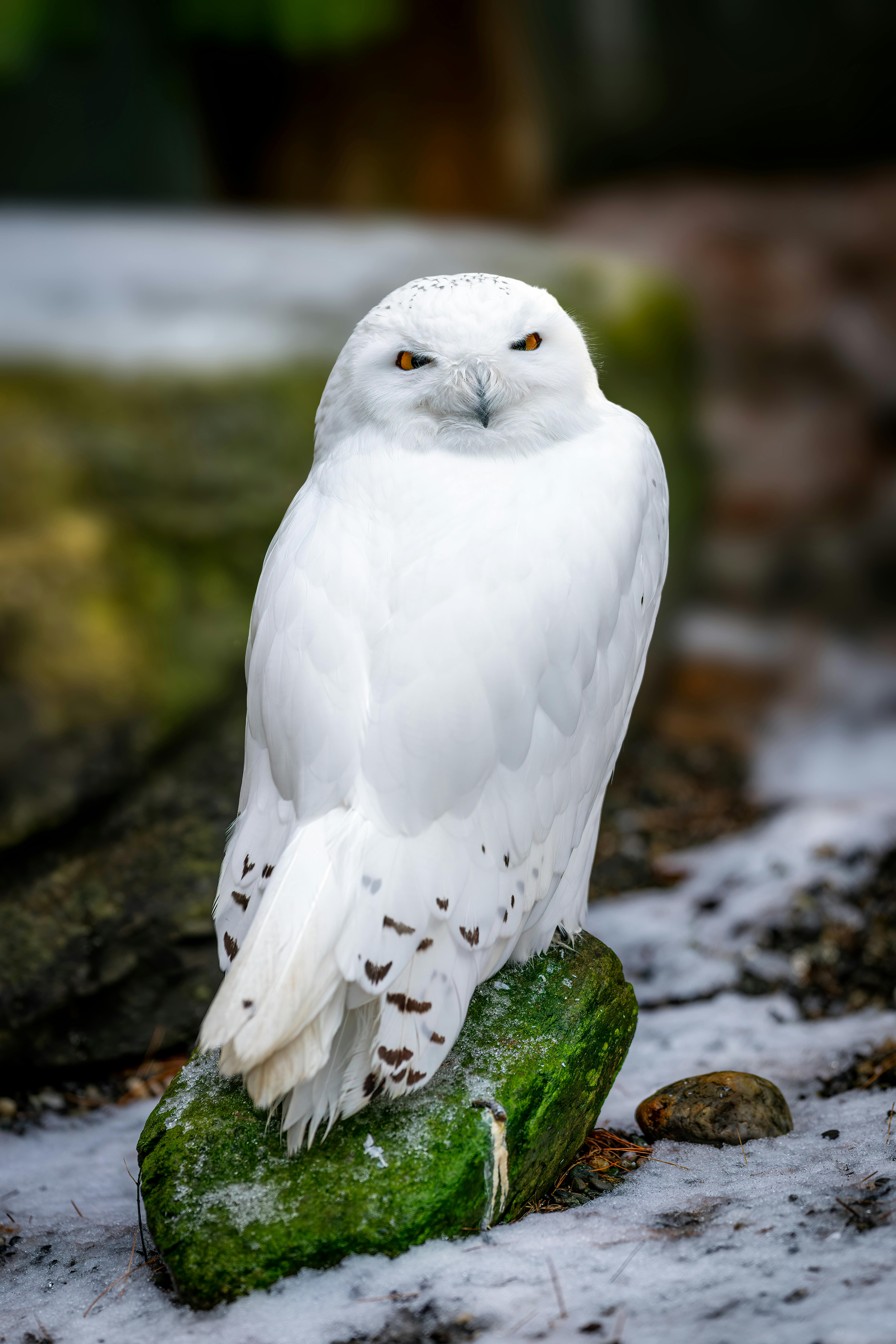 white owls