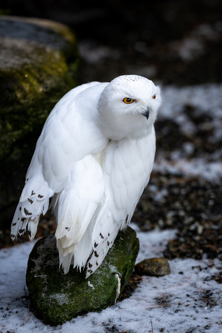 White Owl In Snowy Nature