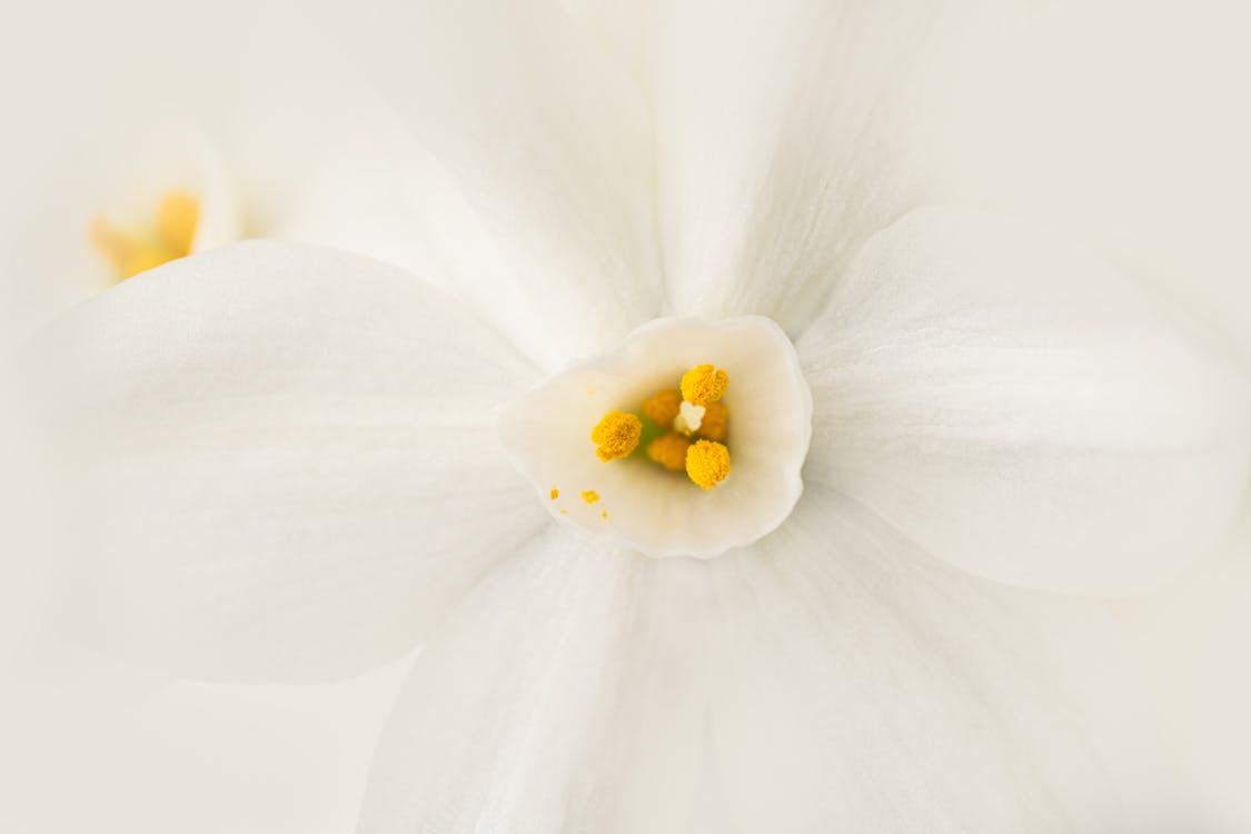 Fotobanka s bezplatnými fotkami na tému aróma, biela, botanický