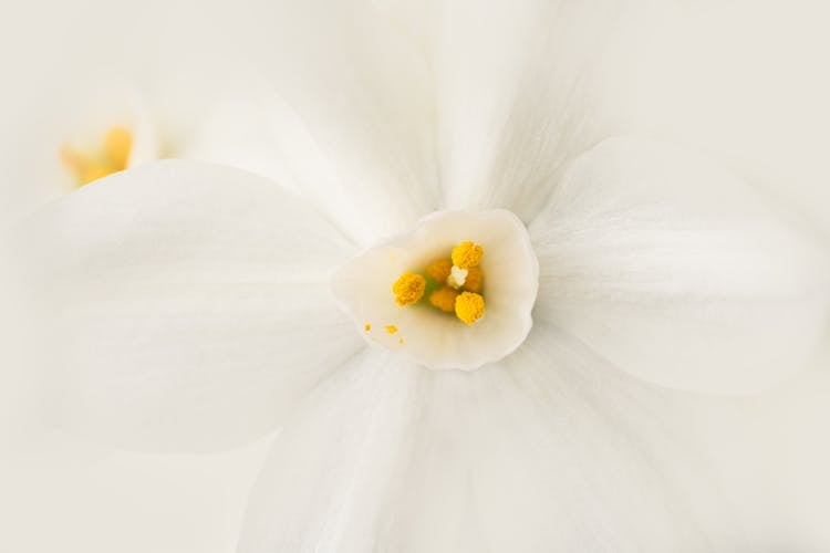 White Narcissus With Tender Petals