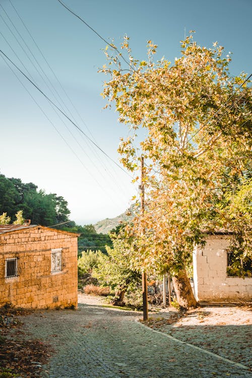 Foto d'estoc gratuïta de abandonat, arbres, carrer