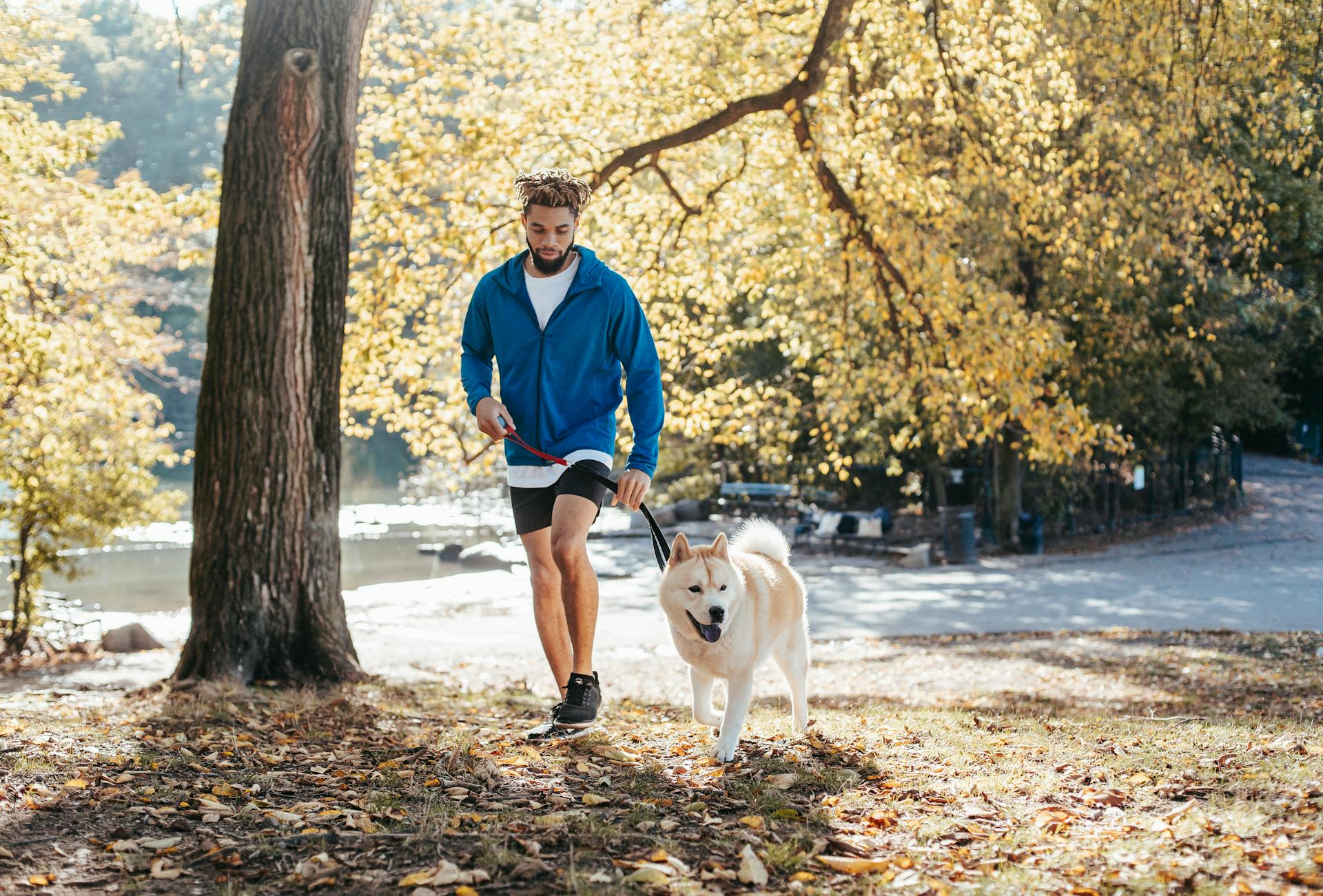 Ethnic man walking West Siberian Laika in city park