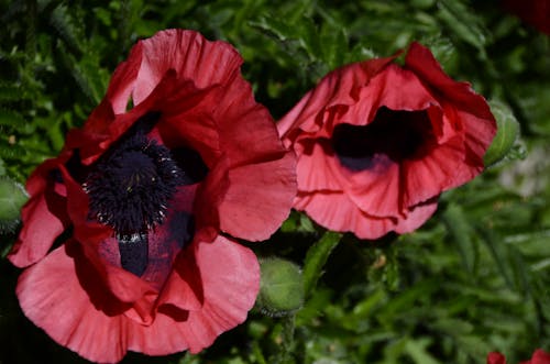 Foto d'estoc gratuïta de flors, flors vermelles, rosella