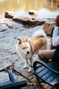 一只可爱的秋田犬被皮带拴着，站在公园池塘附近的长凳旁，依偎在它面目全非的庄稼主人身边休息
