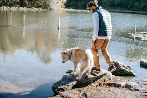 Side view of young trendy ethnic male owner standing on rocky boulder near lake with curious Akita dog while spending time together in nature on sunny day