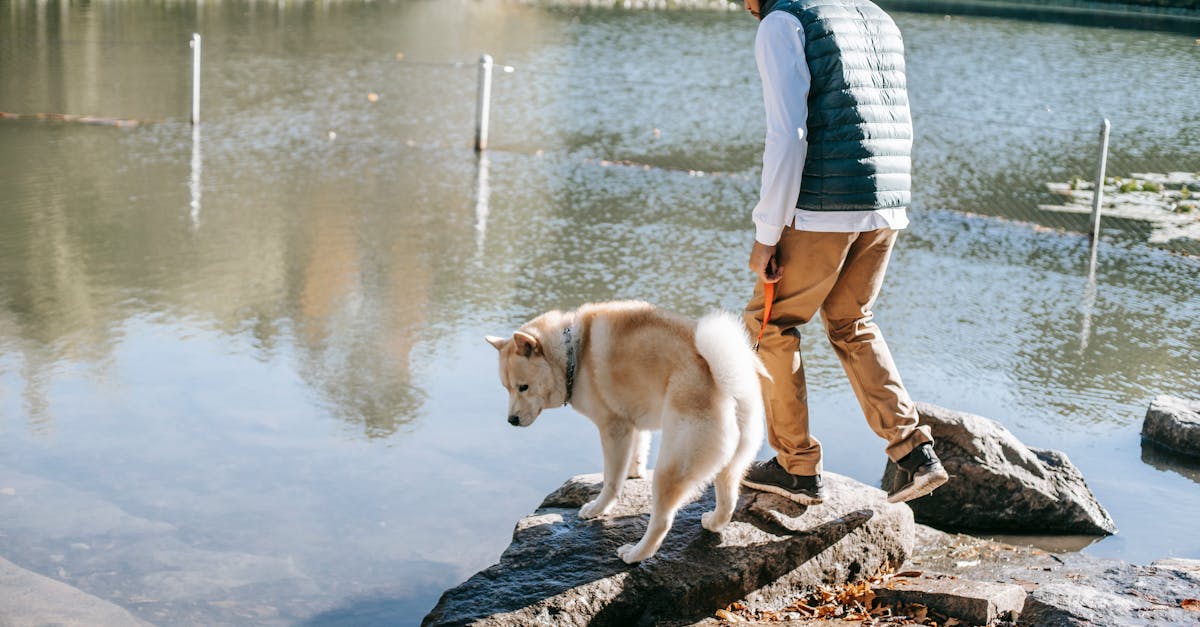 Side view of young trendy ethnic male owner standing on rocky boulder near lake with curious Akita dog