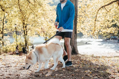 Crop man walking dog in park