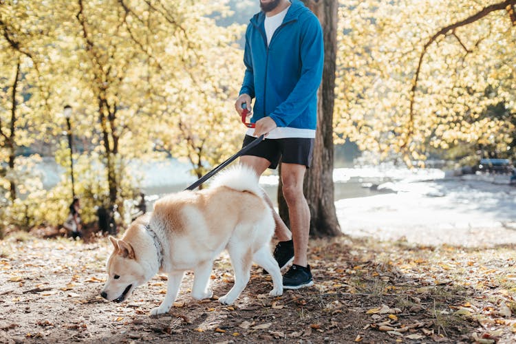 Crop Man Walking Dog In Park