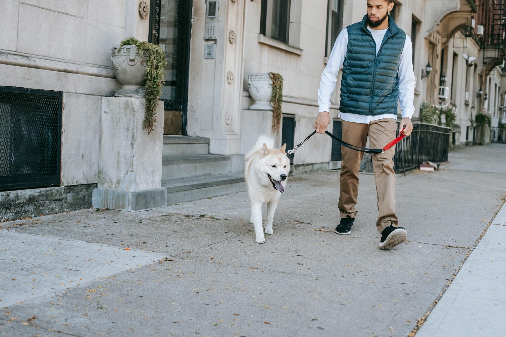 Crop bearded African American male owner walking with obedient Akita Inu on leash on paved street along residential building in city