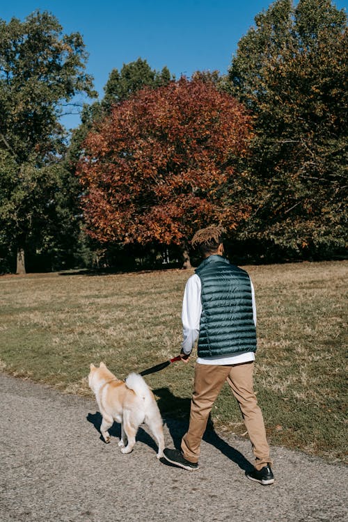 Anonymous man walking with dog in park