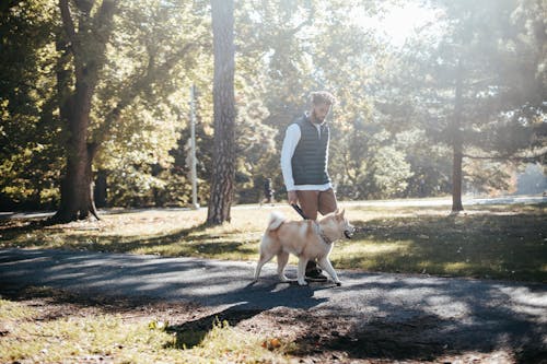 Side view of African American male owner with Akita Inu strolling on paved walkway with trees in bright sunlight