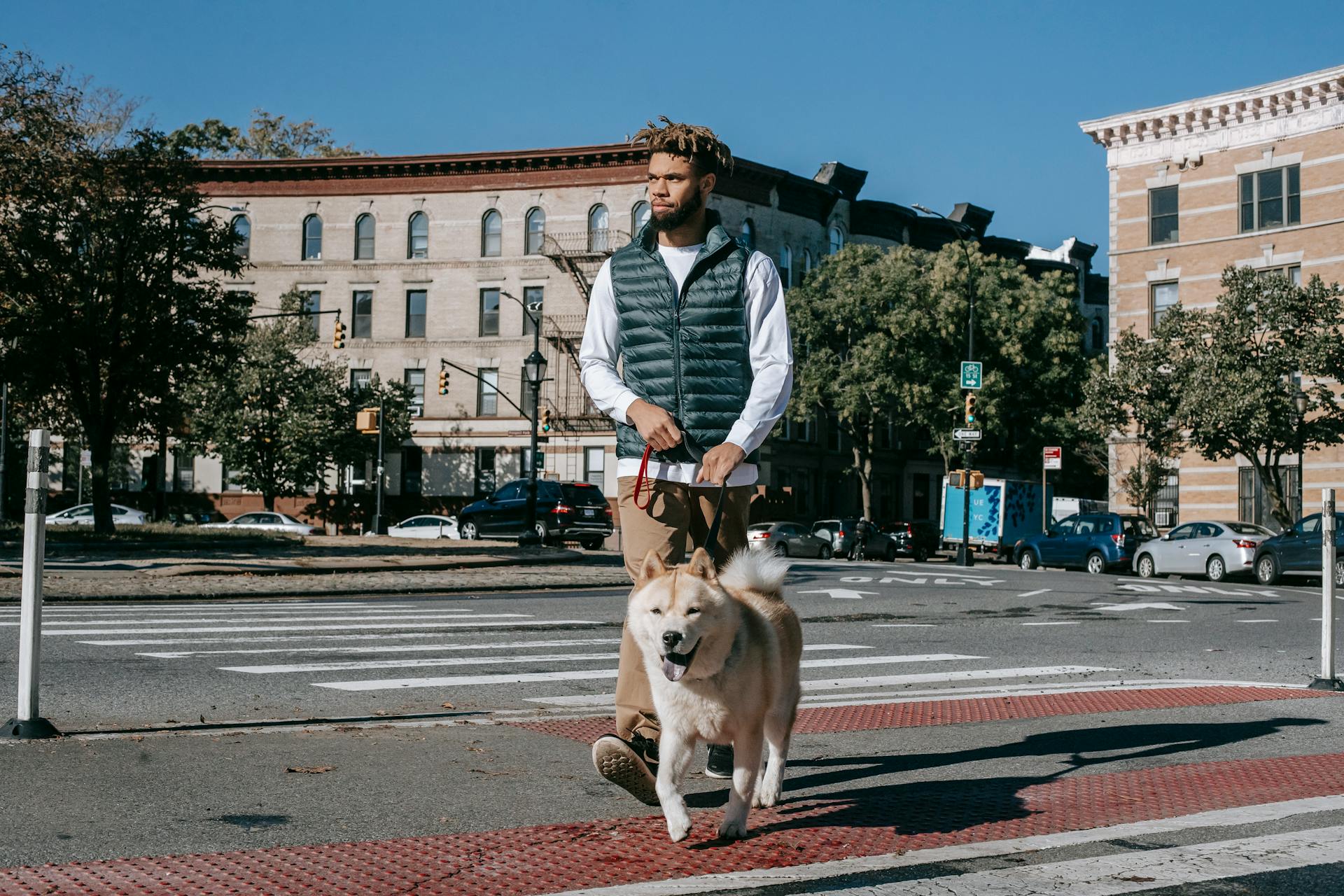 African American male walking on pedestrian crossing with Akita Inu dog on leash on sunny street with residential buildings in city