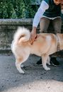 一名男子在城市人行道上与一只柴犬互动，展现友谊