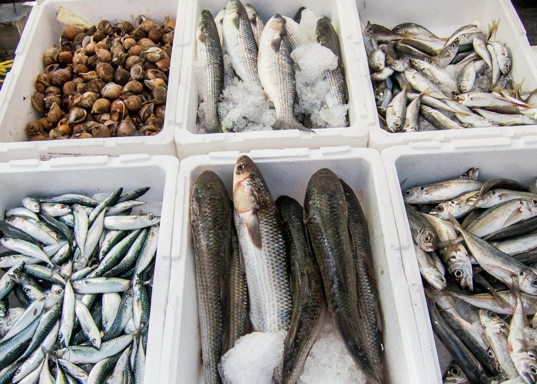 Free stock photo of fish, sardines Stock Photo