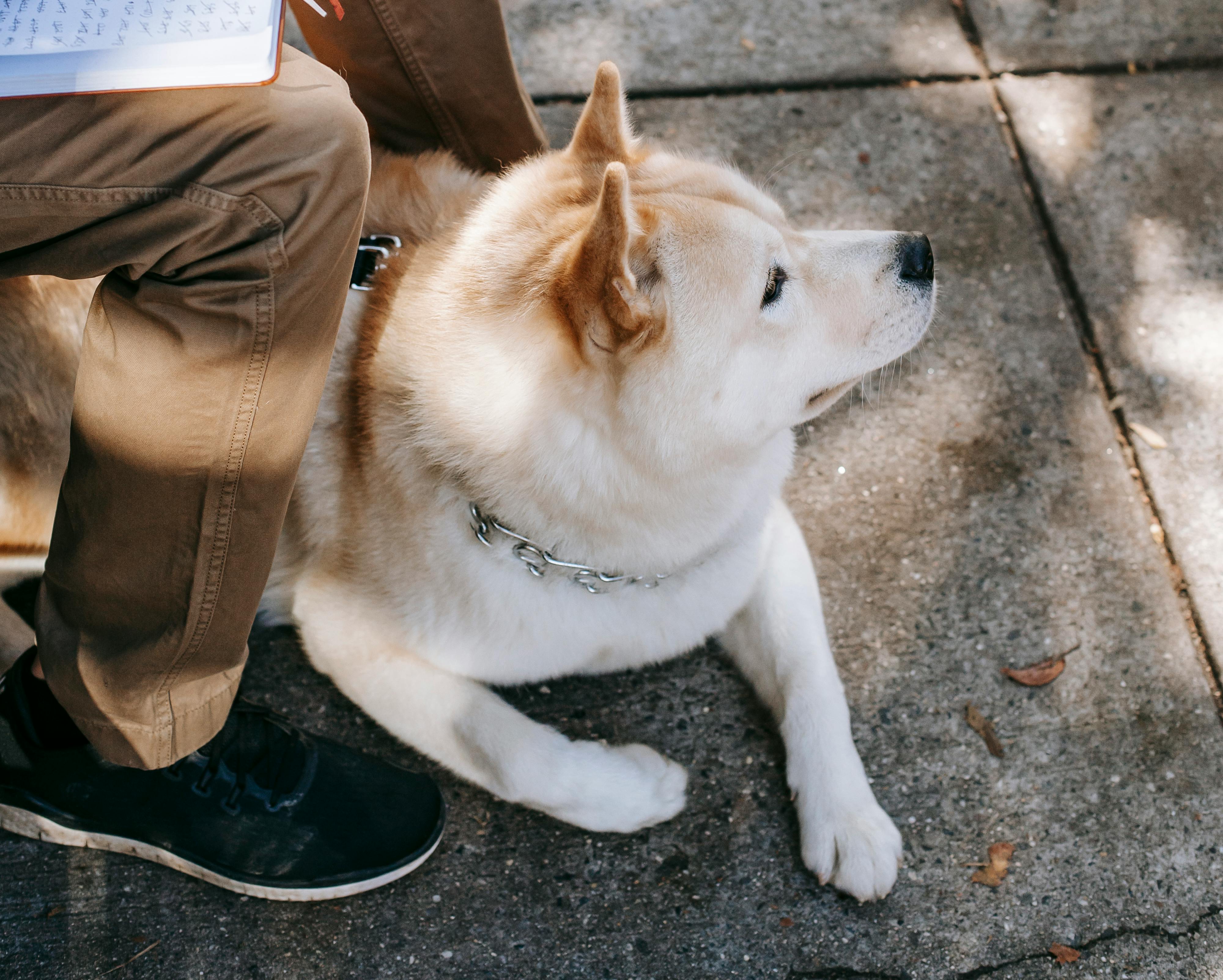 Adorable faithful fluffy purebred Akita Inu dog near crop anonymous male on asphalt pavement on street