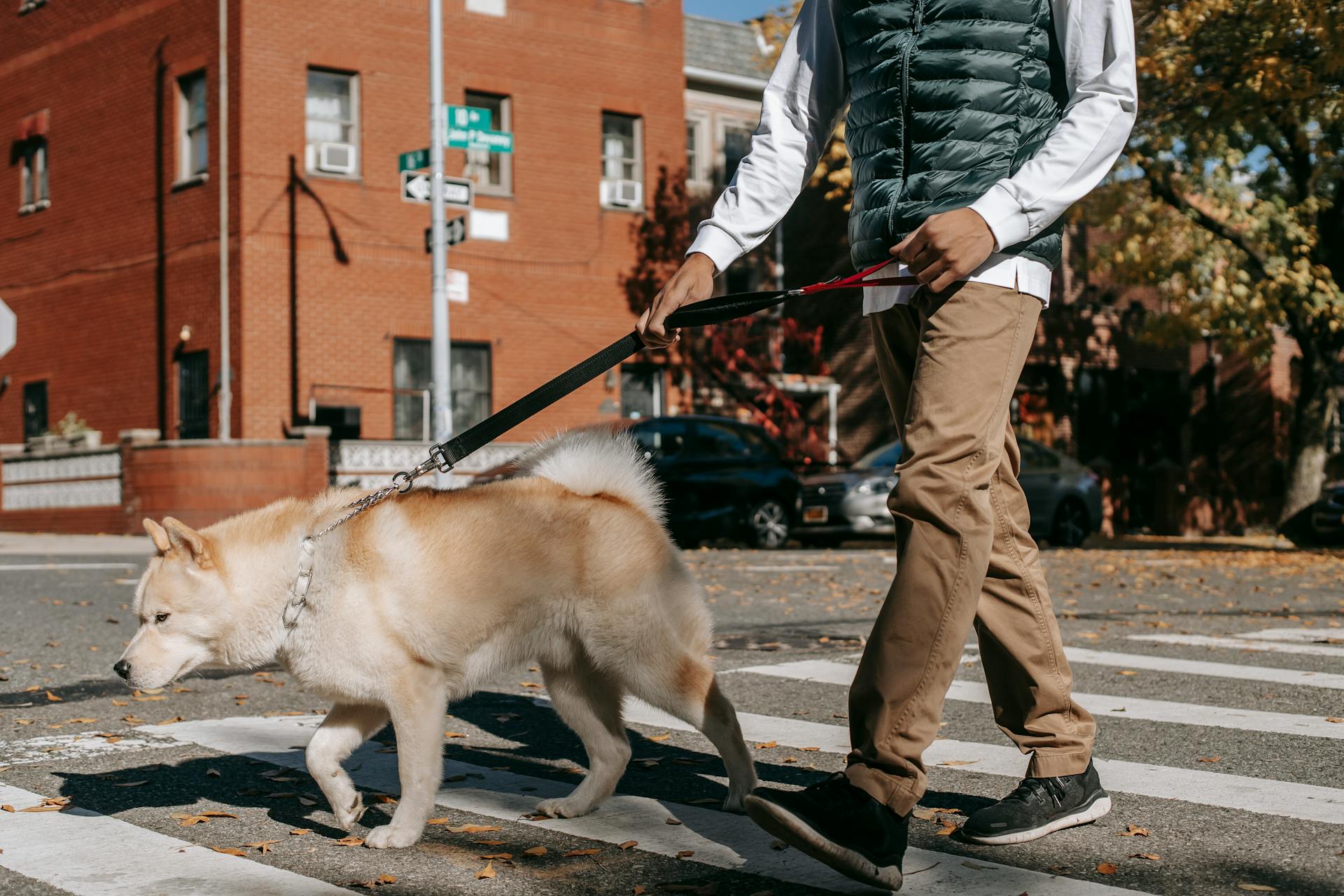 Un mâle afro-américain anonyme se promène avec un chien Akita Inu de race pure et moelleux sur une route asphaltée traversée par des piétons