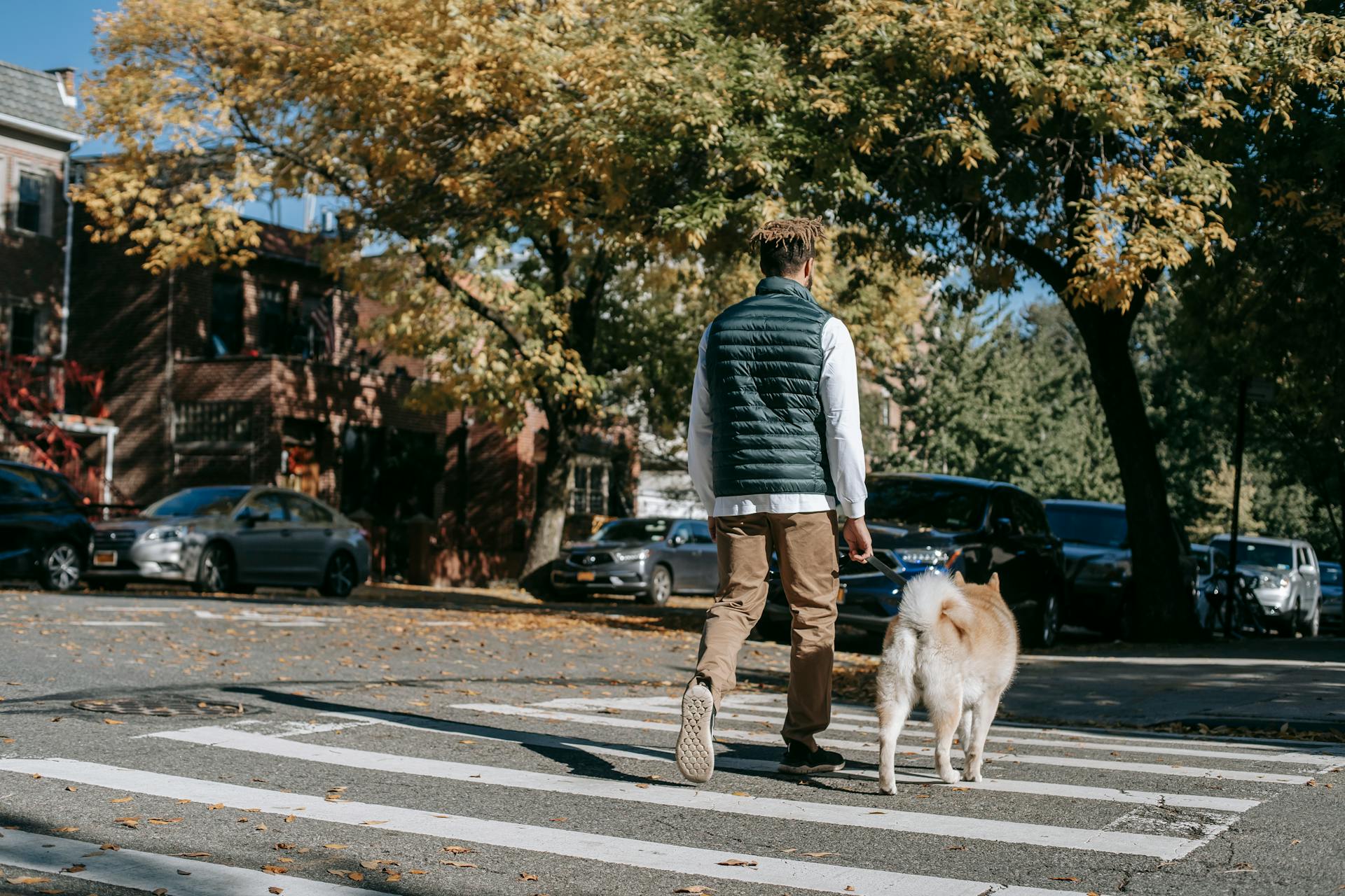 Back view of anonymous African American male promenading with obedient dog on pedestrian cross of asphalt road on street