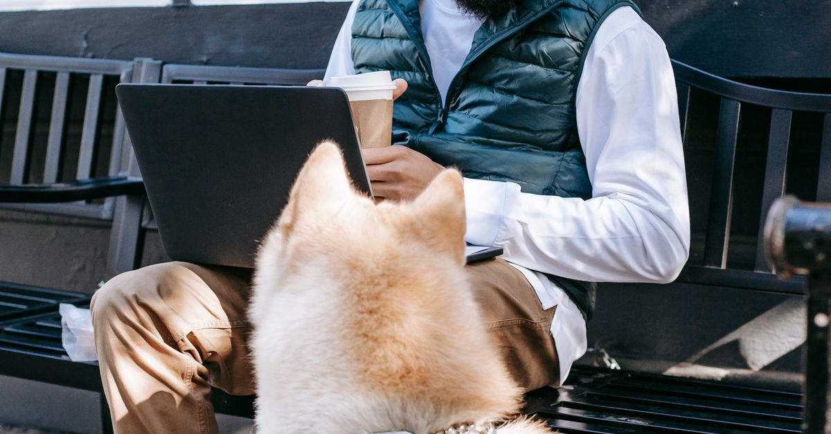 Focused African American male with takeaway coffee sitting on bench and surfing netbook while working online on street near dog