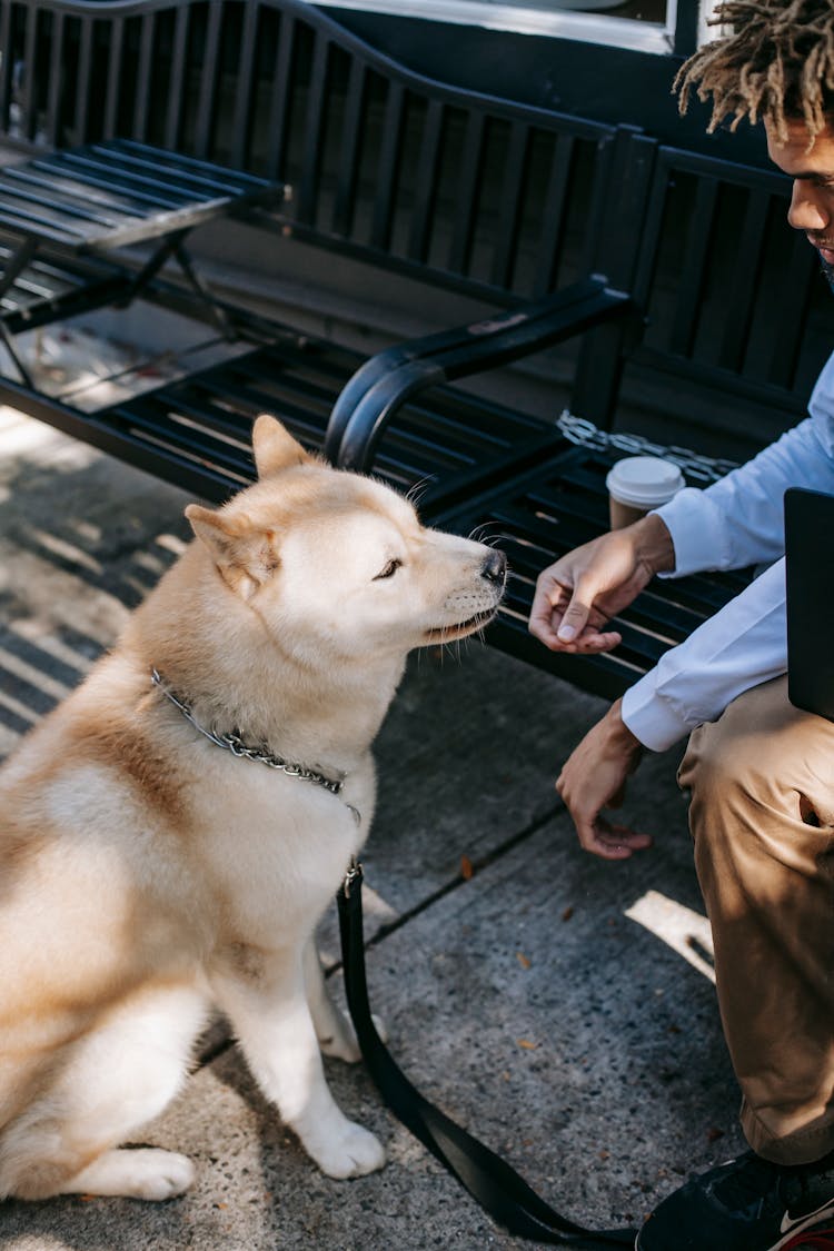 Crop Black Man On Bench Near Dog