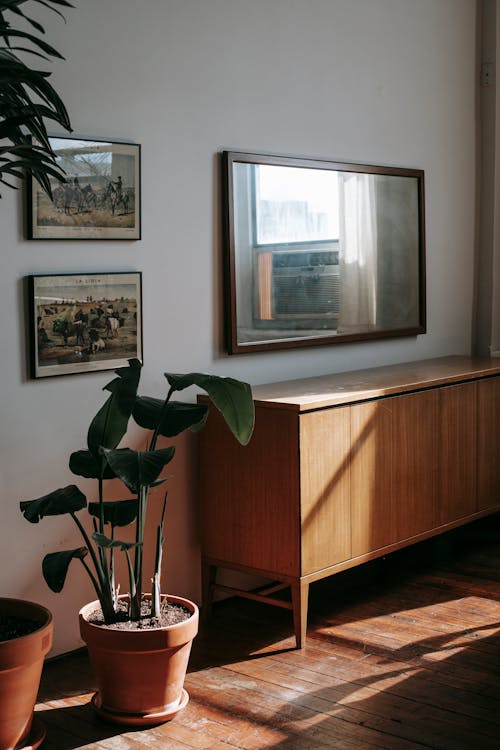 Wooden cabinet near green potted houseplant placed on wooden floor near wall with mirror and framed pictures in sunny room