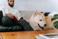 周末，秋田犬附近的沙发上放着书，客厅里摆着木桌，还有一位庄稼非裔美国男性