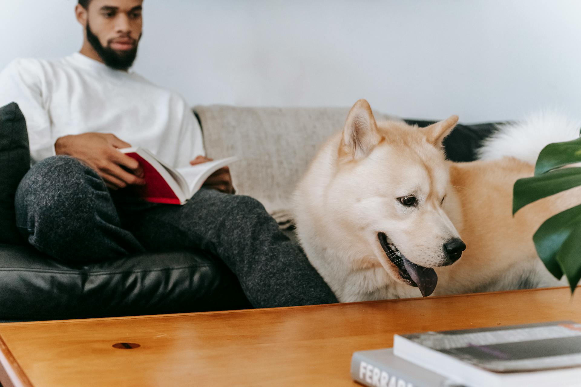 Crop African American male with book sitting on sofa near Akita Inu and wooden table in living room during weekend