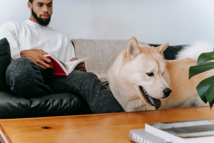 Black Man On Couch Near Dog