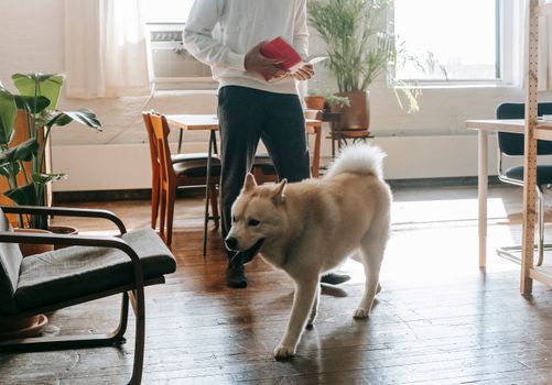 阳光明媚的客厅里，一名男子和他忠实的秋田犬正站着看书