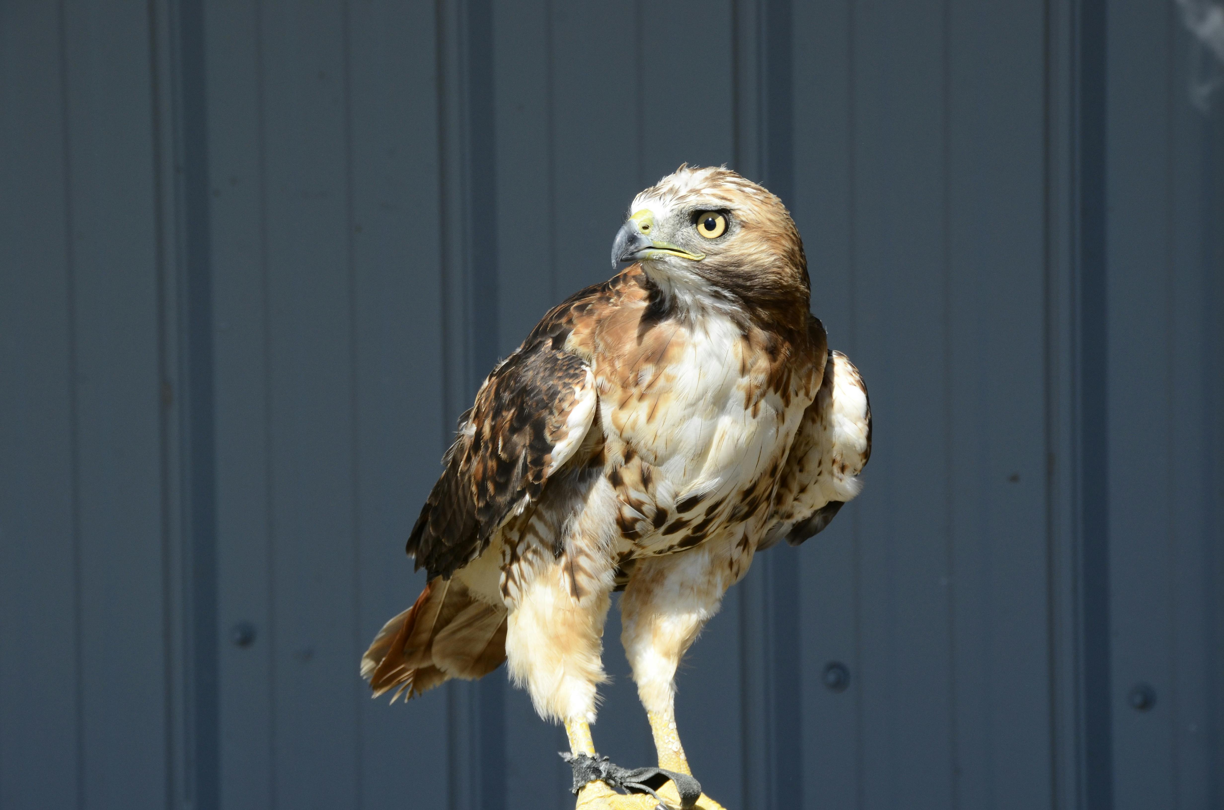 Depth of Field Photography of White and Brown Eagle ... - 4928 x 3264 jpeg 2044kB