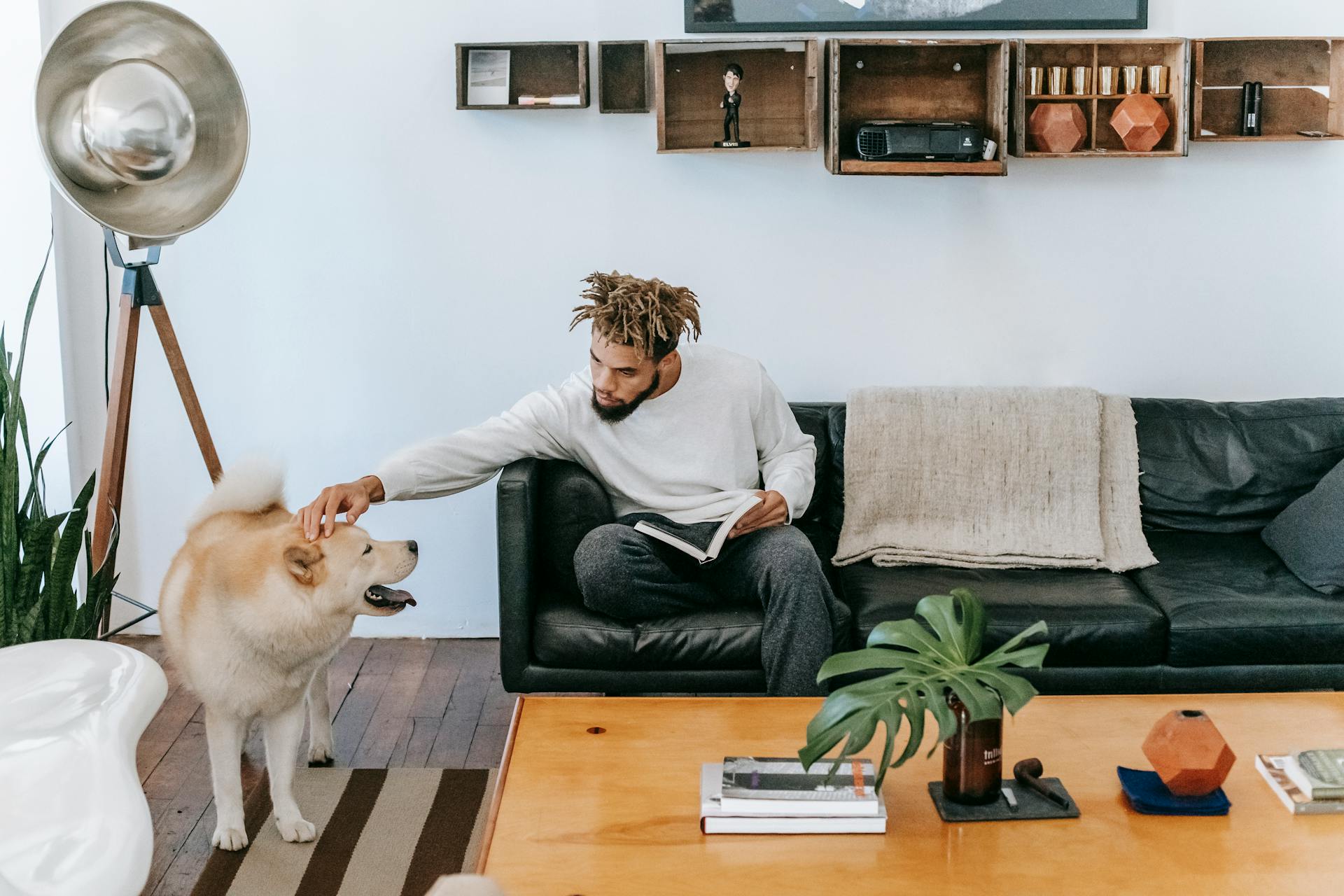 Bearded African American male owner with dreadlocks sitting on sofa with book while stroking Akita Inu in living room with wooden table