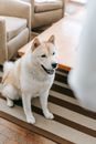 Obedient dog in room near table