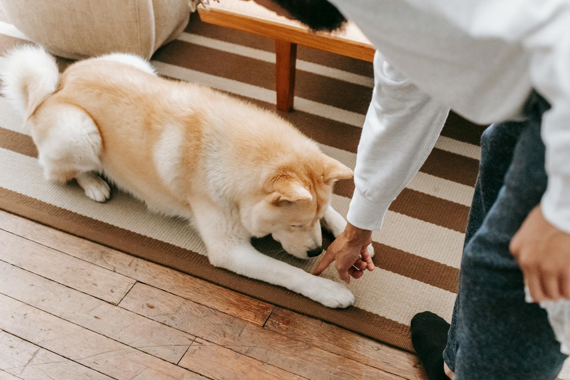 Unrecognizable bearded male owner reaching hand to obedient Akita Inu lying in striped rug near table in living room