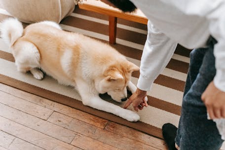 Unrecognizable bearded male owner reaching hand to obedient Akita Inu lying in striped rug near table in living room