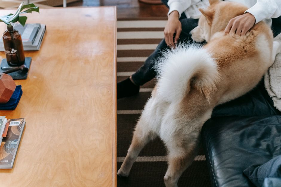 New EU Pet Travel Rules for 2025: What U.S. Pet Owners Need to Know Before Booking