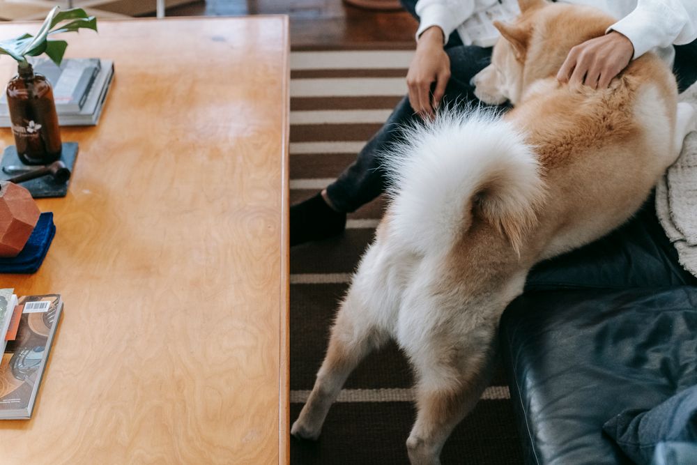 Propietario acariciando a su perro en casa