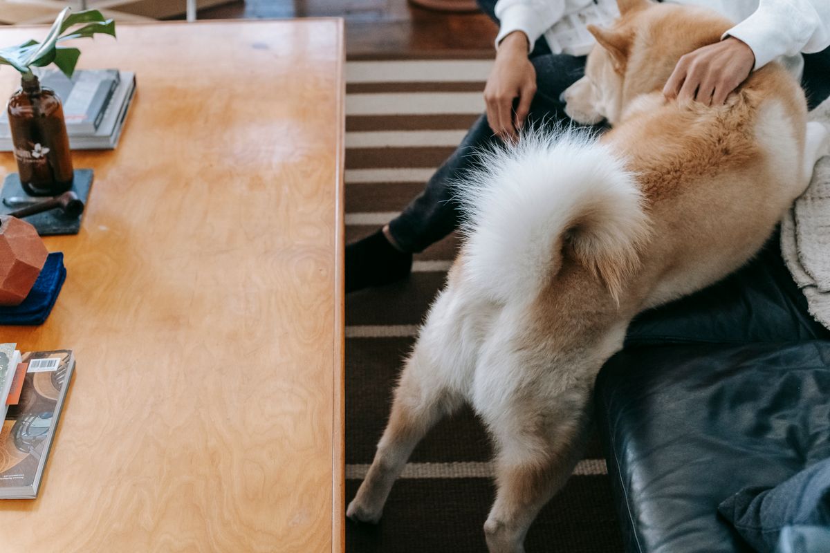 Persona acariciando a su perro en casa