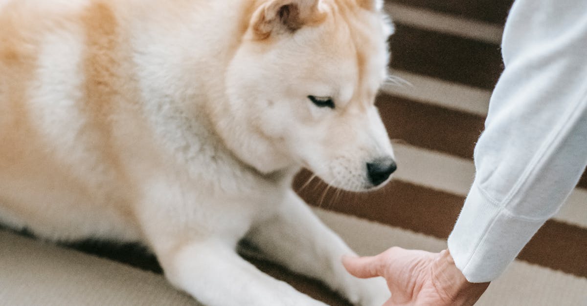 Why does a dog put his paw on your arm
