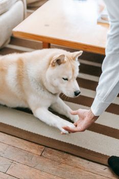在明亮公寓客厅的桌子附近，无脸主人躺在条纹地毯上训练秋田犬