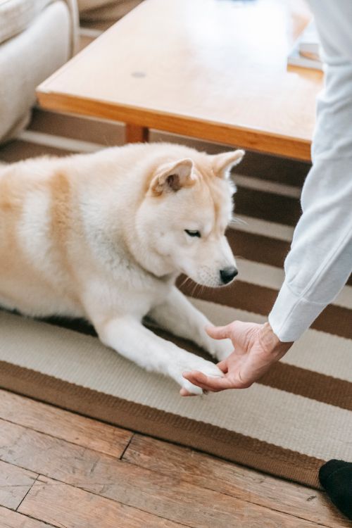Free From above of faceless owner training Akita Inu lying on striped rug near table in living room in light apartment Stock Photo