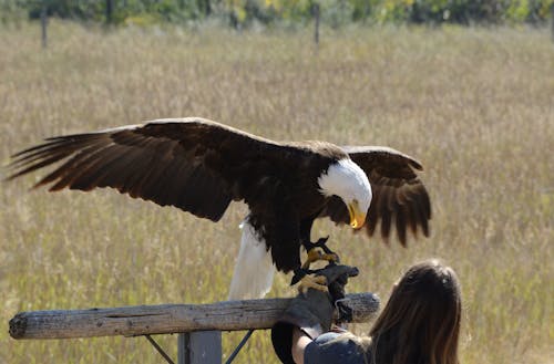 Foto d'estoc gratuïta de àguila, àguila calba, au rapinyaire