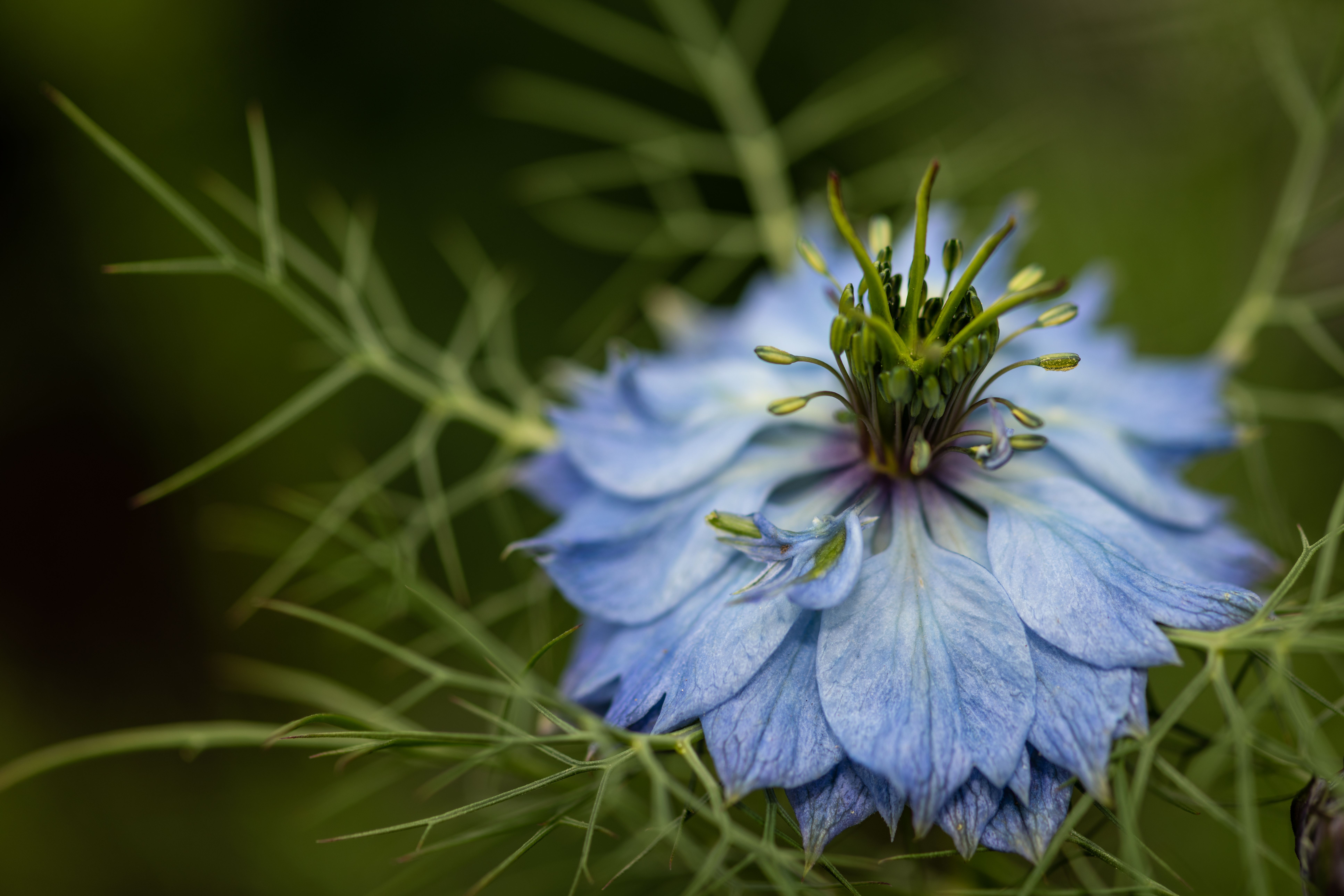 Безкоштовне стокове фото на тему «nigella, nigella damascena, барвистий» стокове фото