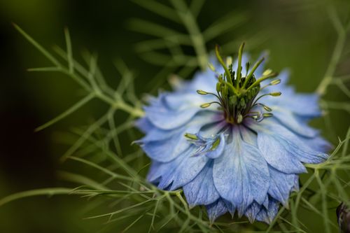 Free Blooming gentle nigella flower with blue petals and small stamens growing with green prickly leaves in nature on blurred background Stock Photo