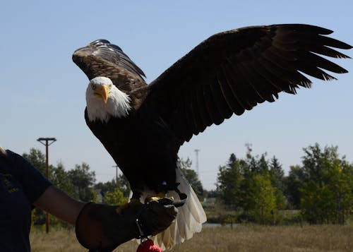 Águila Calva En El Brazo De La Persona