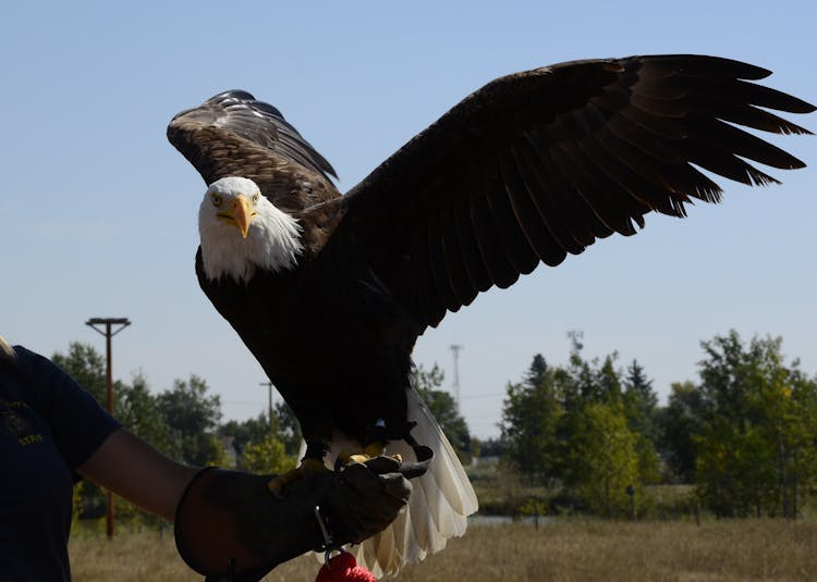 Bald Eagle On Person's Arm